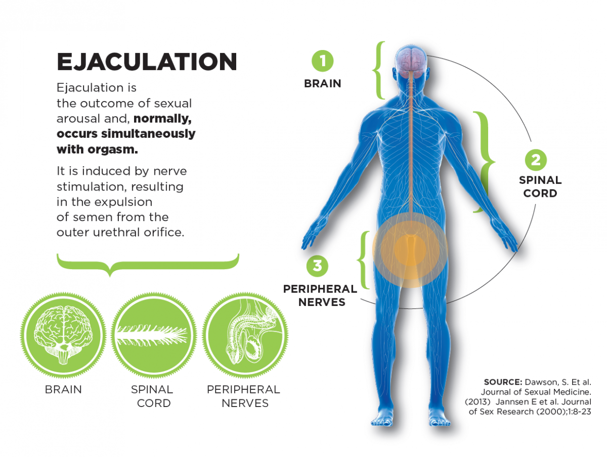 How ejaculation works in a body. IASH India-Delhi.